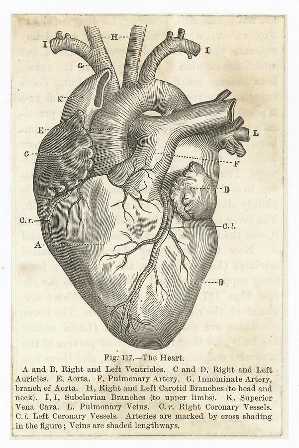 The Heart Showing The Ventricles Drawing by Mary Evans Picture Library ...