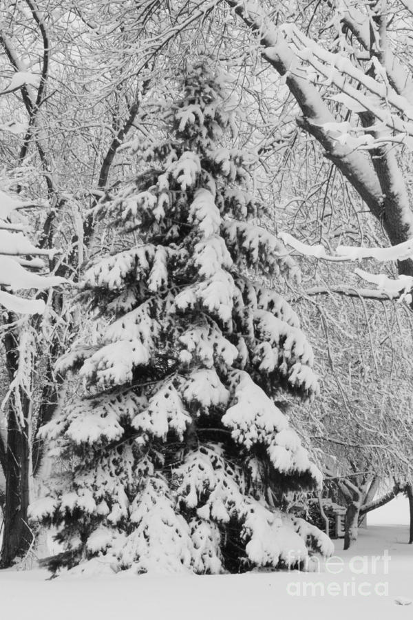 The heaviness of winter Photograph by Jennifer E Doll