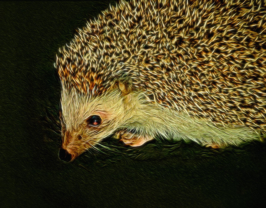 The Hedgehog Digital Art Digital Art by Ernest Echols