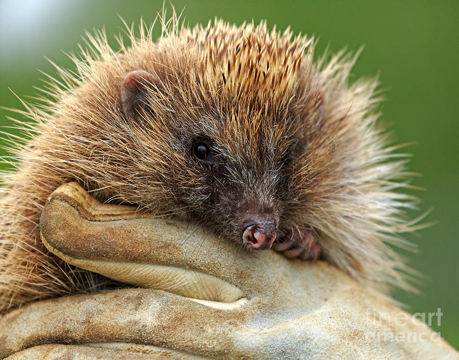 The Hedgehog Photograph by Louise Heusinkveld