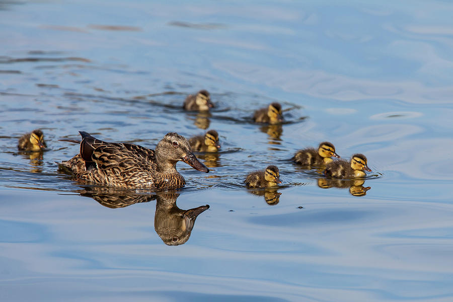 Yosemite National Park Photograph - The Hen And Brood Of Young Mallard by Michael Qualls