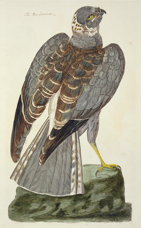 Hawk Drawing - Hen Harrier by Peter Paillou