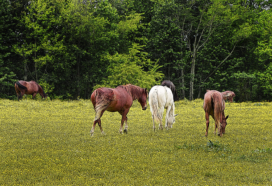 The Herd 2 Photograph by Paul Mashburn