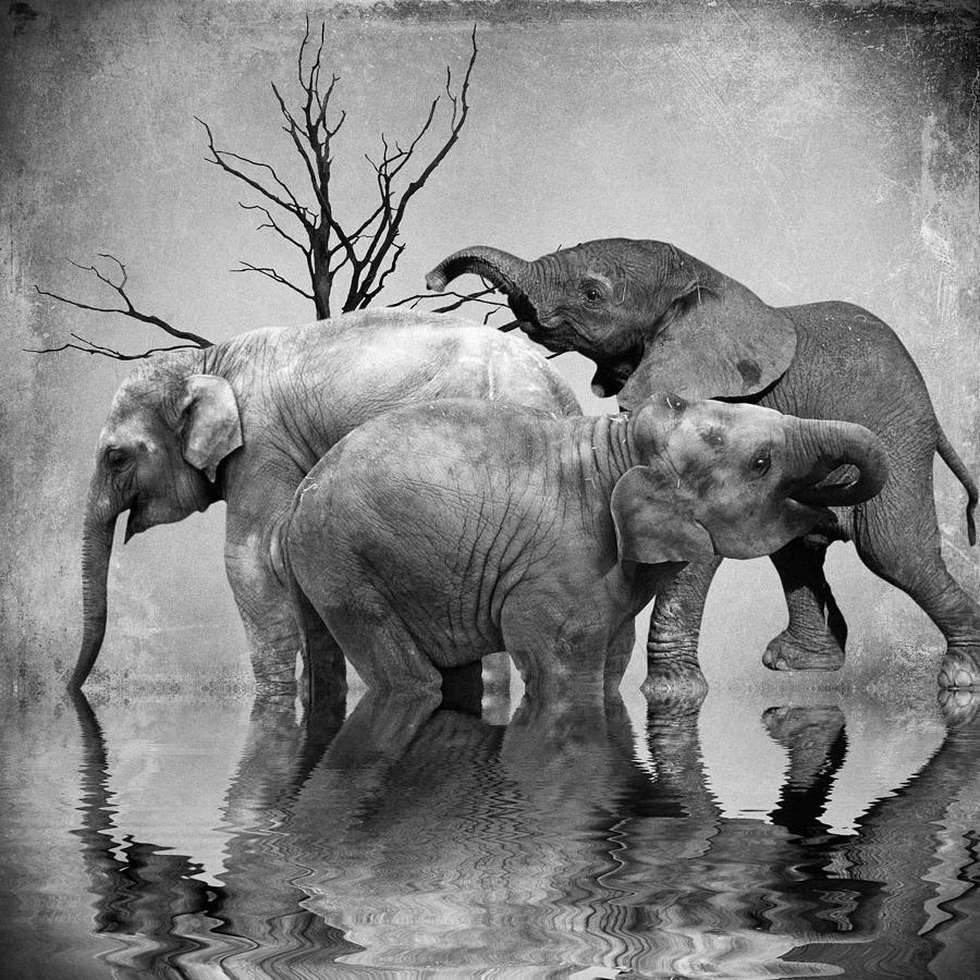 Elephant Photograph - The herd 3 by Sharon Lisa Clarke