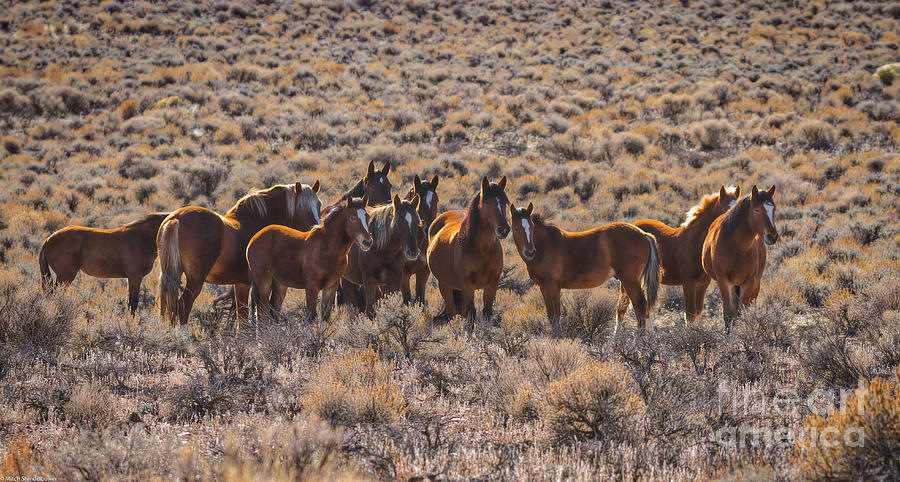 The Herd Photograph by Mitch Shindelbower