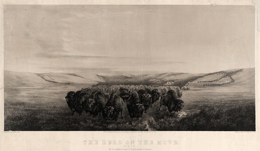 Herd Painting - The Herd On The Move  Painted & Drawn By W.j. Hays  Printed by Litz Collection