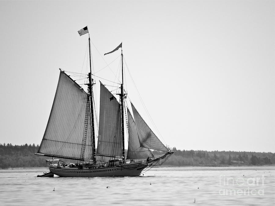 The Heritage In Shades Of Gray  Photograph by Nancy Patterson