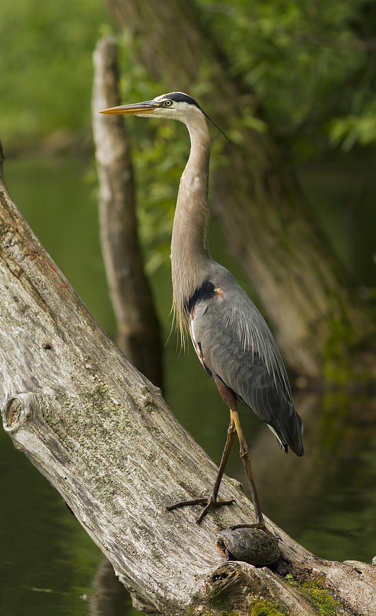 The heron and the turtle Photograph by Mircea Costina Photography