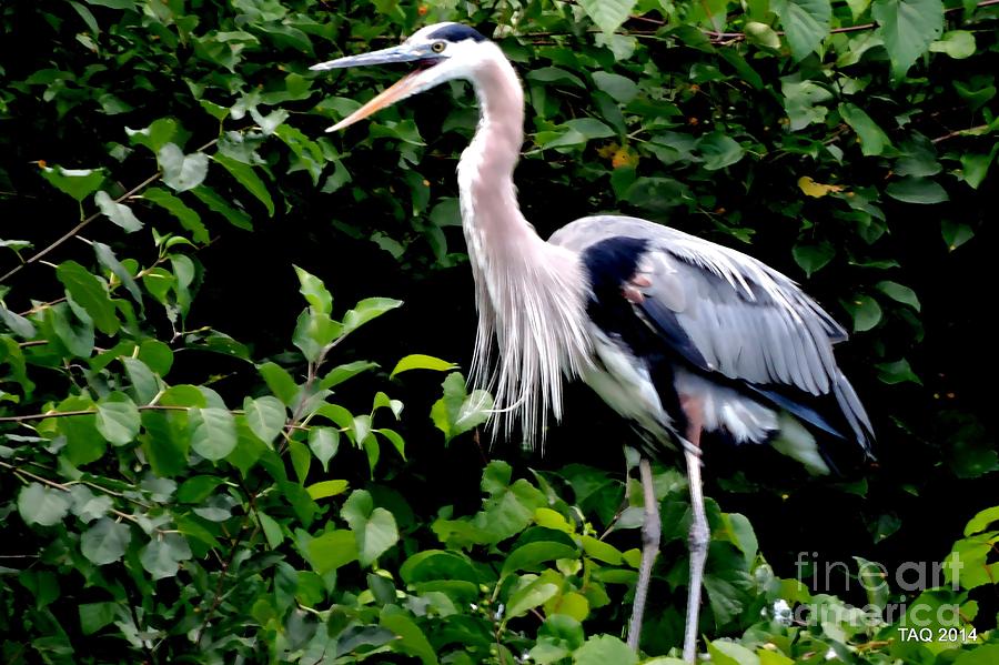 Wildlife Photograph - The Heron Speaks by Tami Quigley