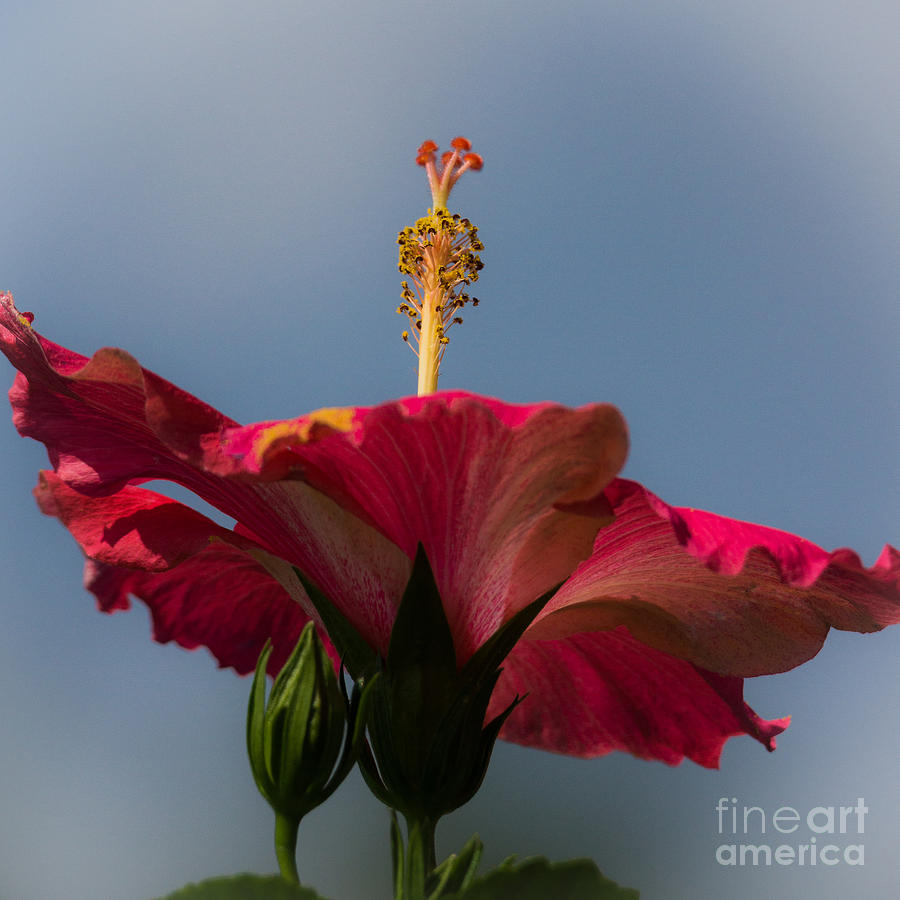 Nature Photograph - The Hibiscus by Matthew Trudeau