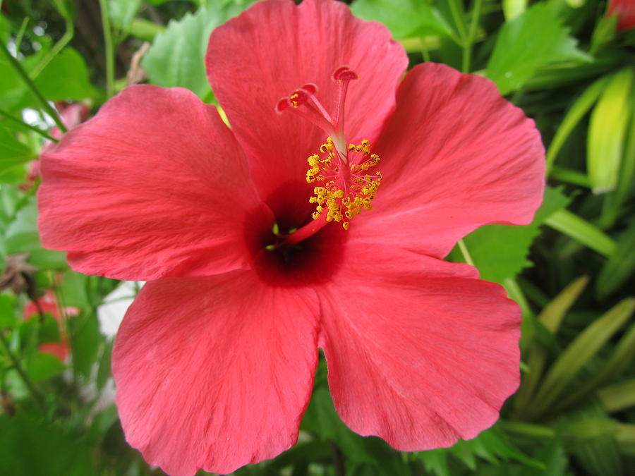 The Hibiscus Photograph by Molly Coleman - Pixels