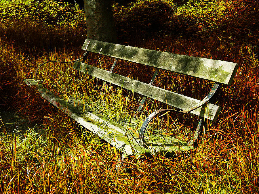 Nature Photograph - The Hidden Bench by Mark Rogan