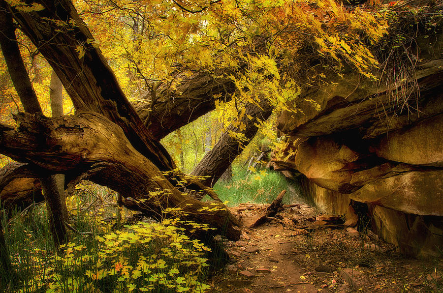 Fall Photograph - The Hidden Path  by Saija Lehtonen