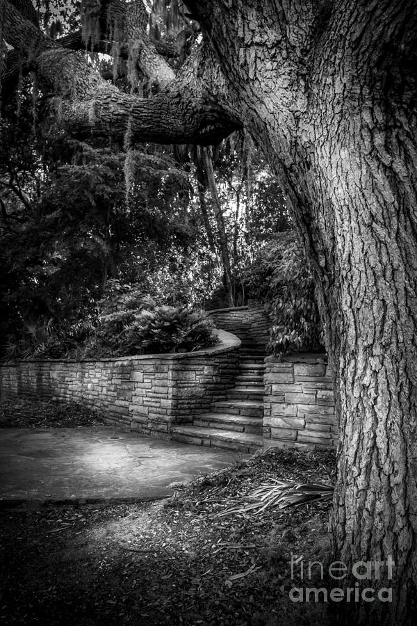 Clearwater Photograph - The Hidden Steps 1 by Marvin Spates
