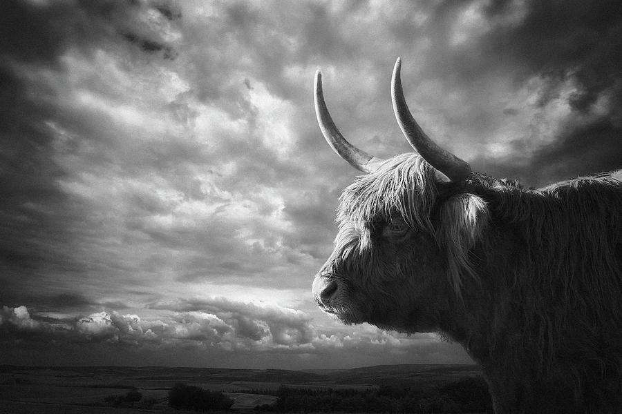 Bison Photograph - The Highlands by Holger Droste