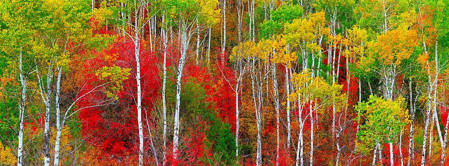 Fall Photograph - The Hills Are Alive by Don Hall