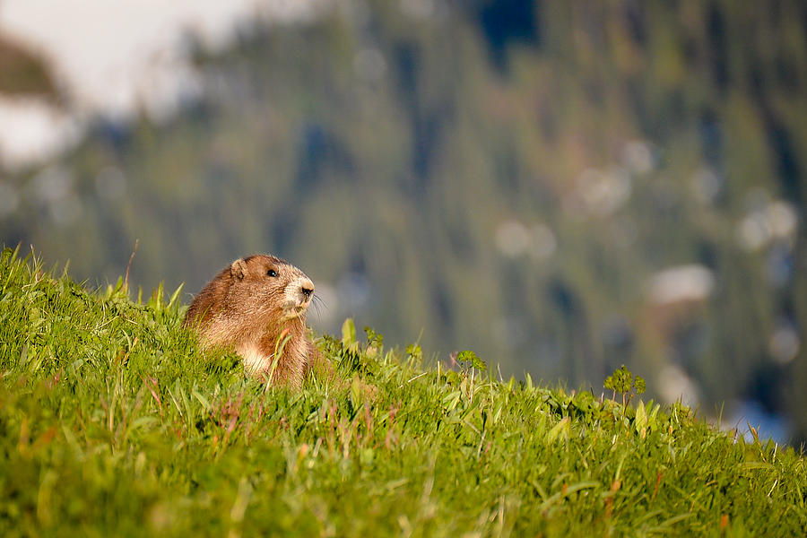 The Hills Are Alive with the Sound of Marmots Photograph by Ronda Broatch