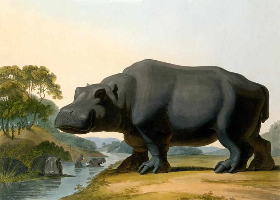 Hippopotamus Painting - The Hippopotamus, 1804 by Samuel Daniell