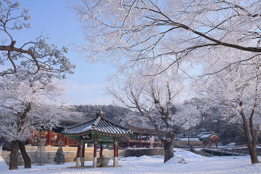 The Hoarfrost On The Tree - Korean Photograph by Tokism