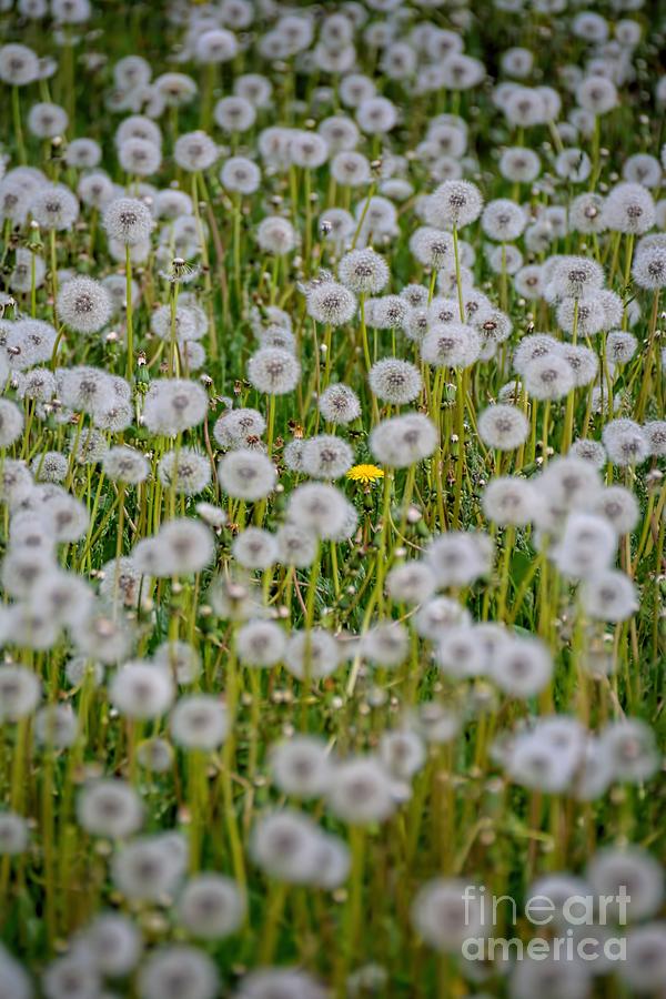 The Holdout - Dandelion Photograph by Henry Kowalski
