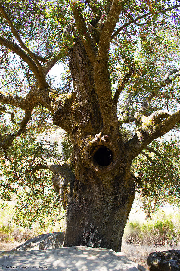 The Hole Tree Santa Margarita Lake Digital Art