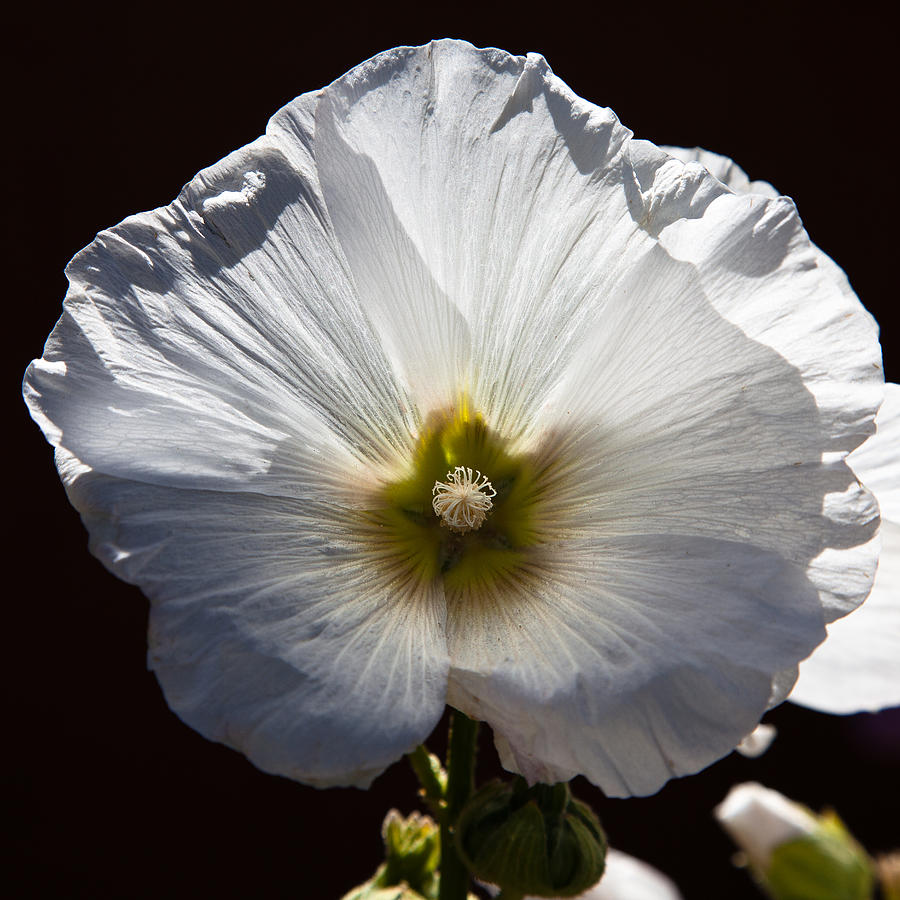 The Hollyhock Photograph by David Patterson