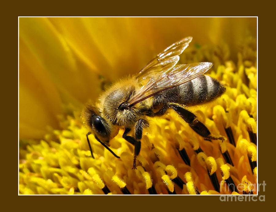 The honey bee Photograph by Daliana Pacuraru