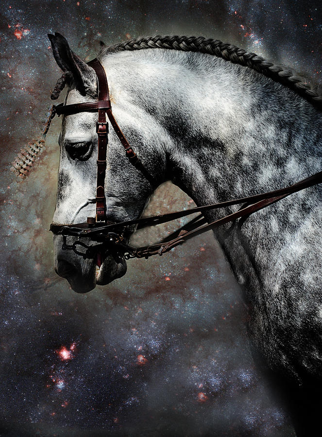 The Horse Among the Stars Photograph by Jenny Rainbow