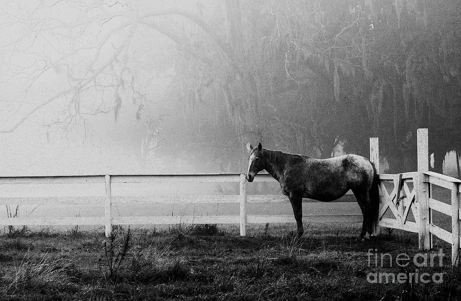 Winter Photograph - The horse and the fog by Scott Hansen