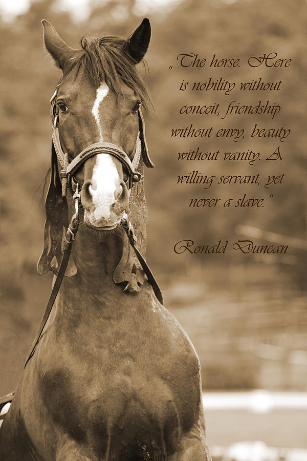The Horse Photograph by Daniel Csoka