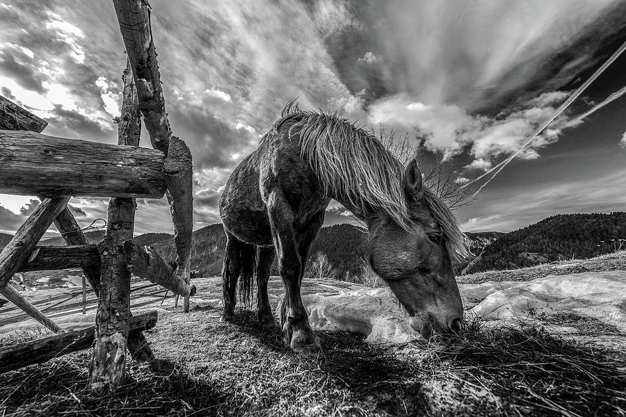 Animal Photograph - The Horse by Faris
