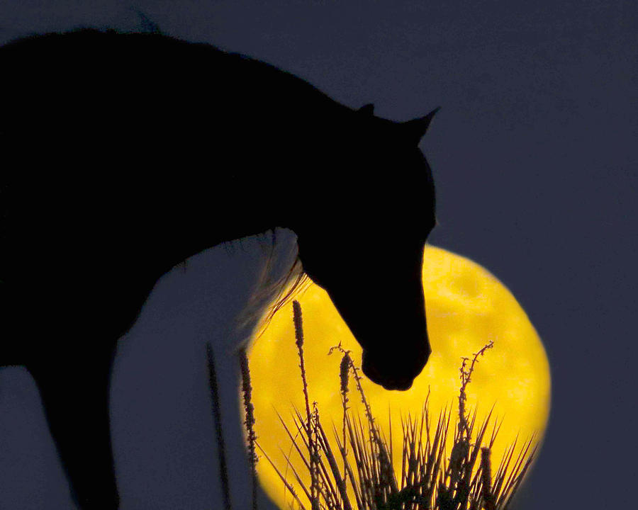 The Horse in the Moon Photograph by Dawn Key
