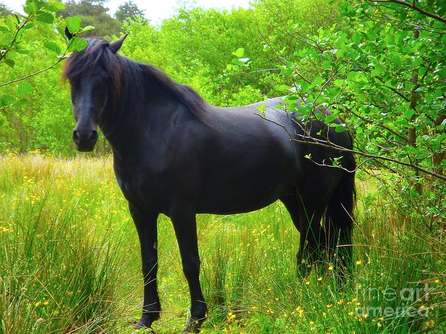 Animal Photograph - The Horse by Kimberly McDonell