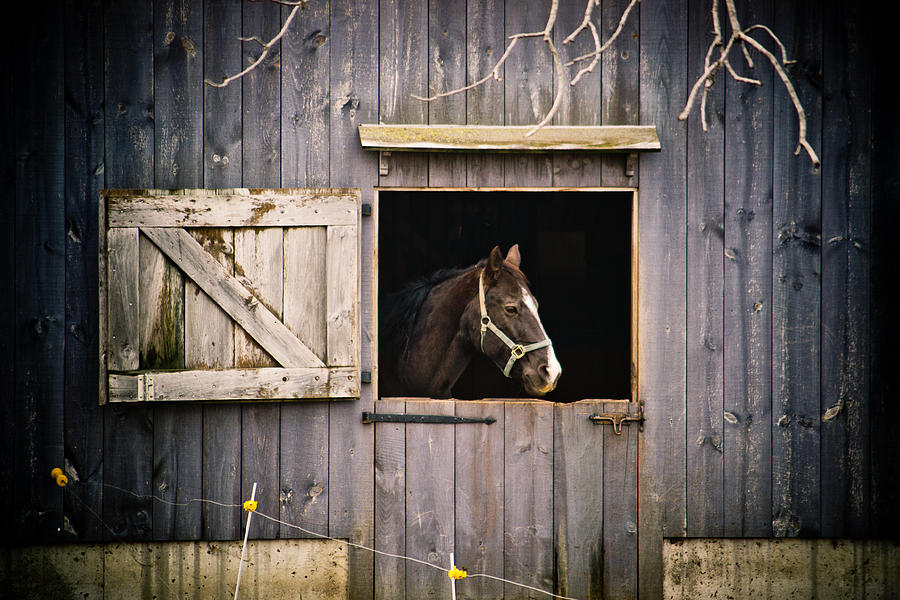 The Horse Photograph by Kristy Creighton