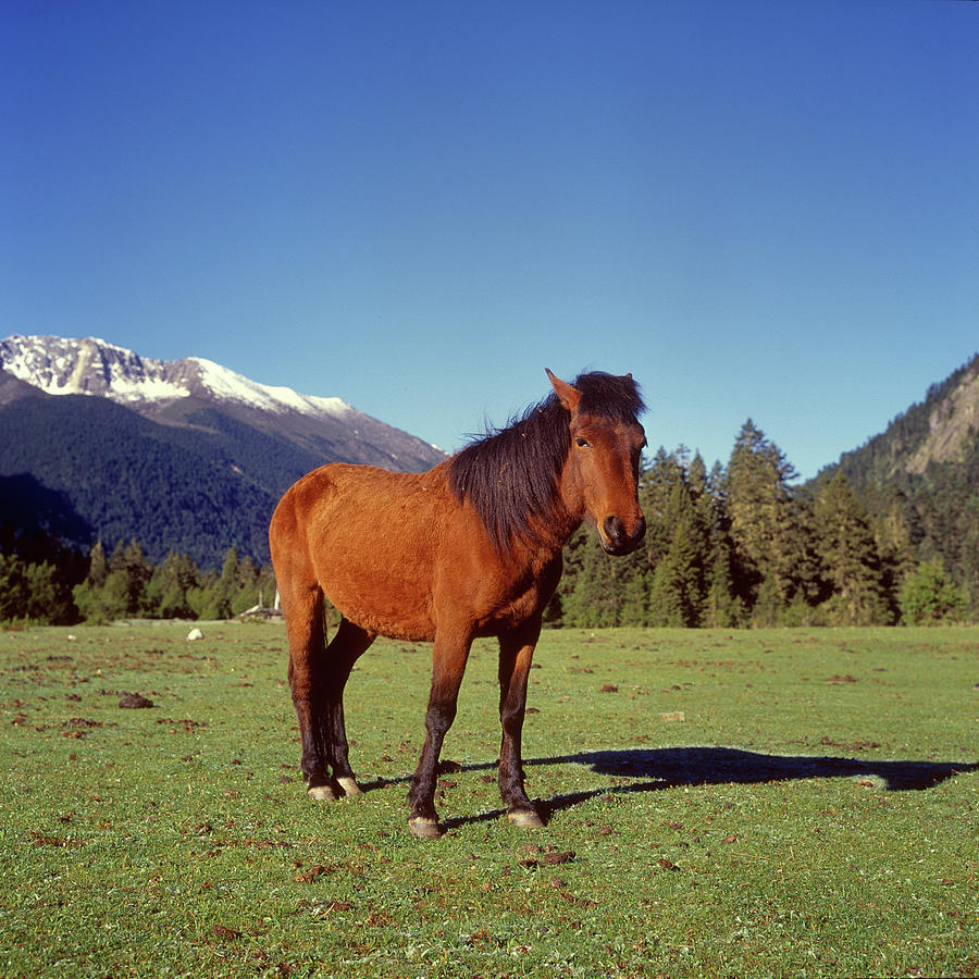 The Horse Of Tibet Photograph by Catczp