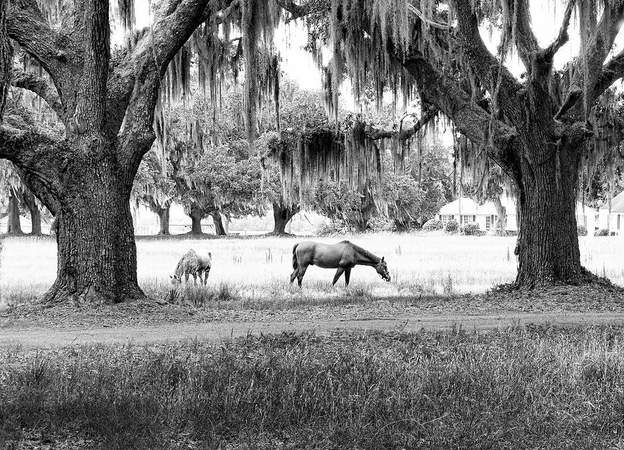 The Horses of Coosaw Plantation Photograph by Scott Hansen