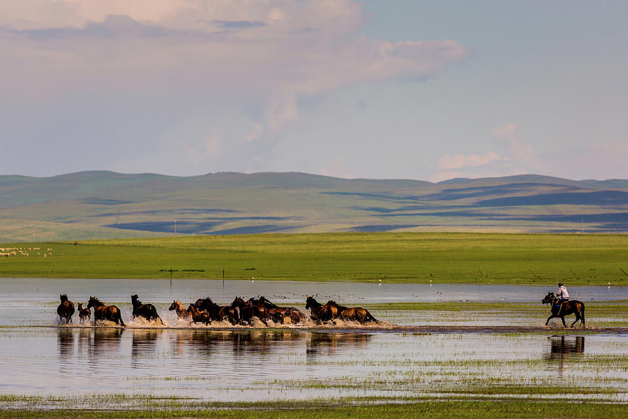 The Horses Of Hulunbuir Grassland Photograph by Zhouyousifang