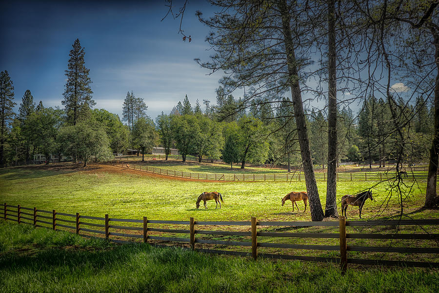The Horses of Placerville Photograph by Janis Knight