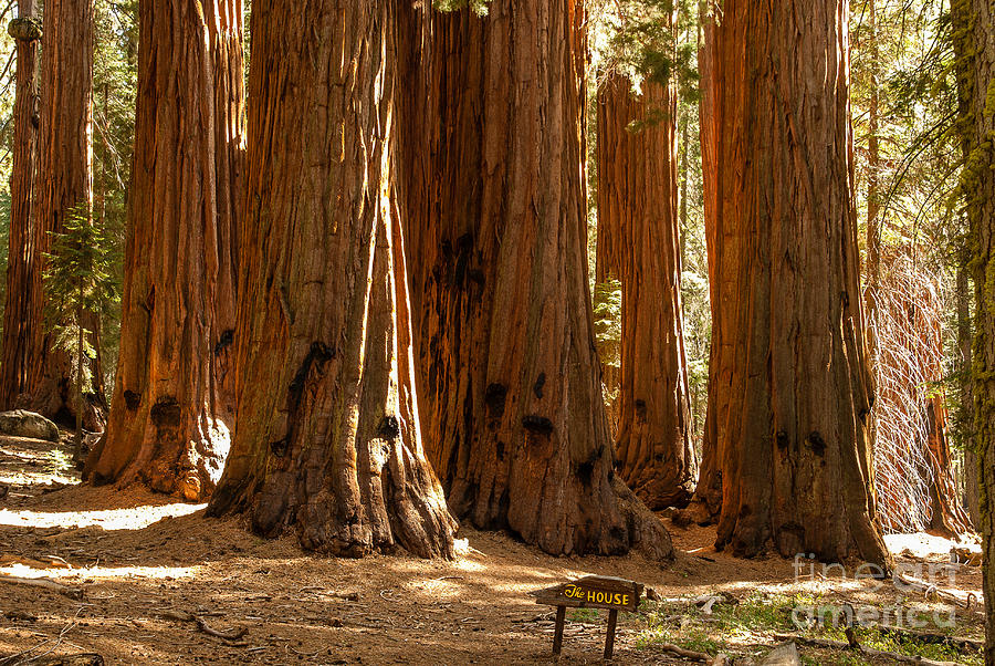 Sequoia National Park Photograph - The House  1-7846 by Stephen Parker