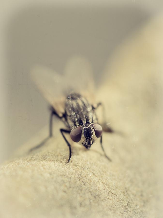 The Housefly I Photograph by Marco Oliveira