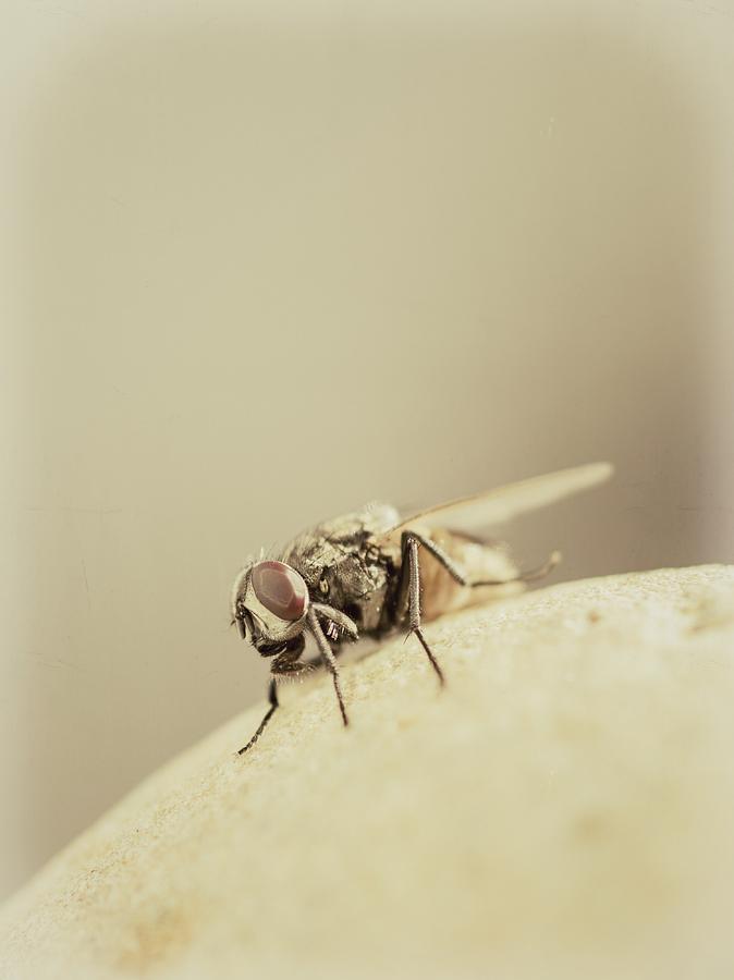 Wildlife Photograph - The Housefly II by Marco Oliveira