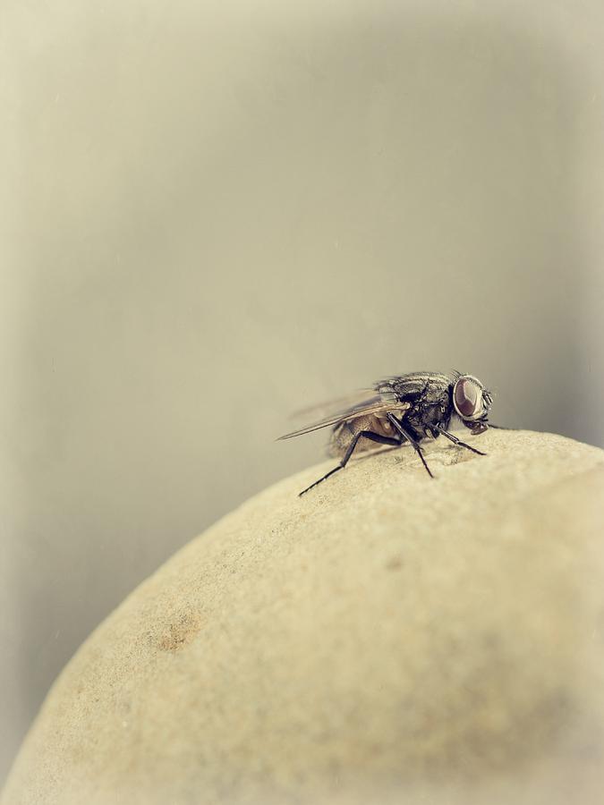 Wildlife Photograph - The Housefly III by Marco Oliveira