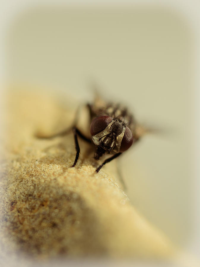 Wildlife Photograph - The Housefly IV by Marco Oliveira