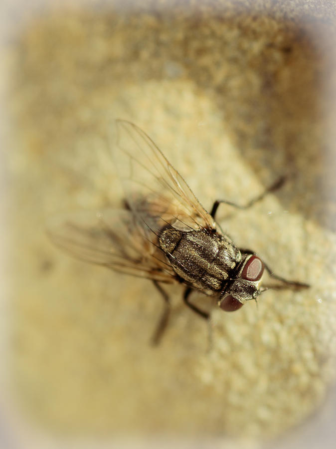 The Housefly VI Photograph by Marco Oliveira
