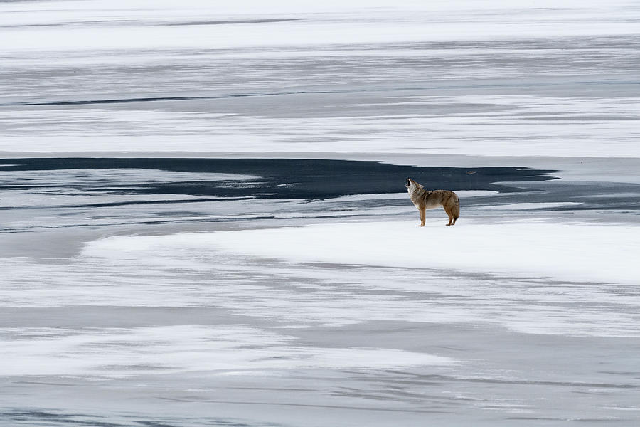 Winter Photograph - The Howl Of The Coyote by Miquel Angel Art?s