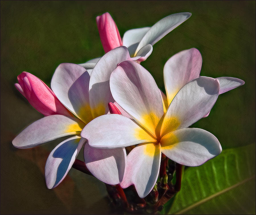 The Hula Flower Photograph by Hanny Heim