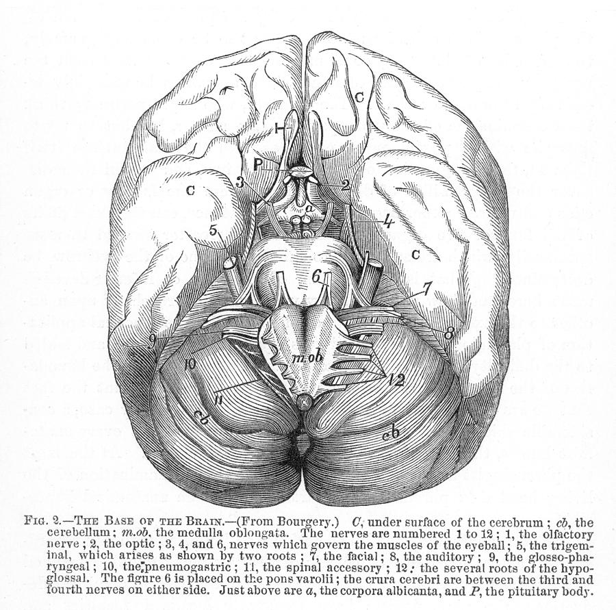 Skull Photograph - The Human Brain by Granger