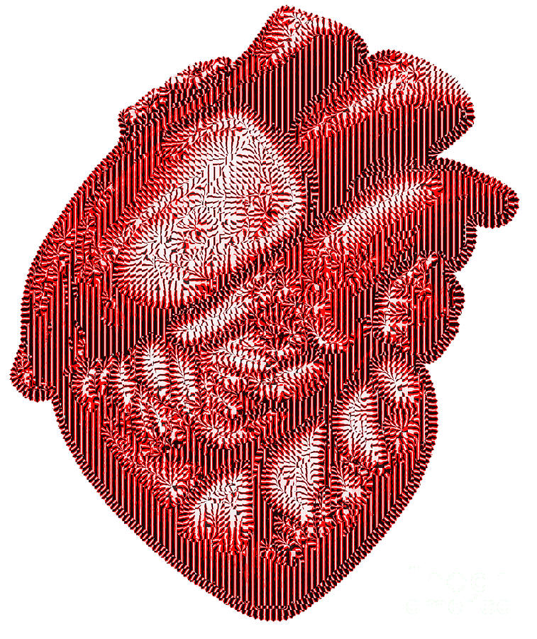 The Human Heart Photograph by Dennis Potokar