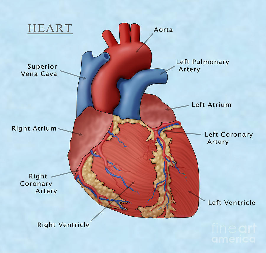 Science Photograph - The Human Heart, Illustration by Monica Schroeder