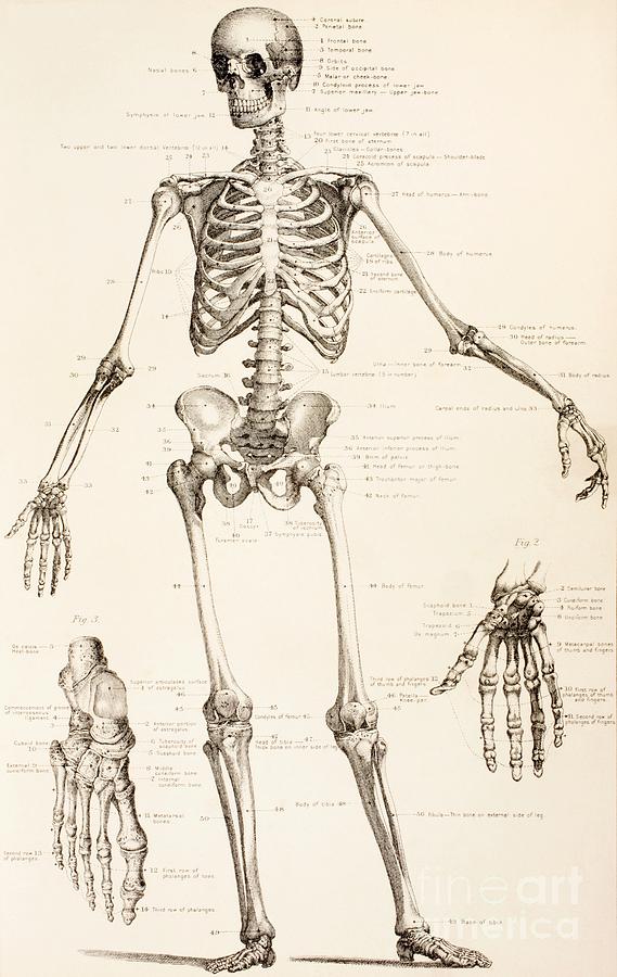 The Human Skeleton Drawing by English School